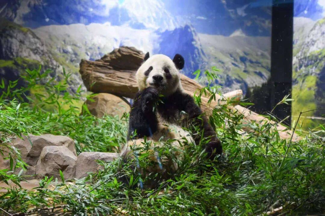 旅日双胞胎大熊猫幼崽“晓晓”和“蕾蕾”平安接返回国 -华闻时空