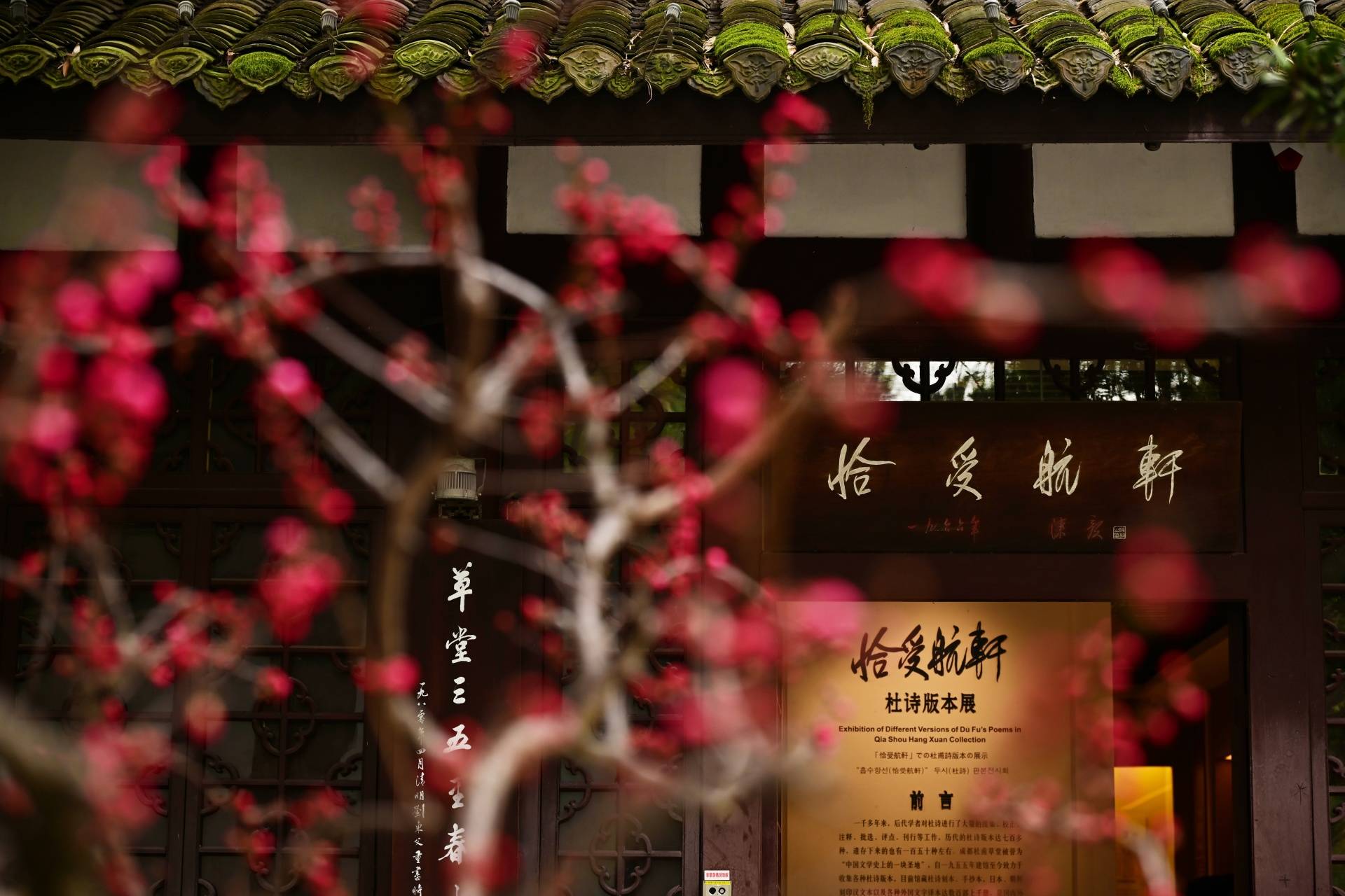 成都人新春打卡的“仪式感地标”！来看万佛楼前巨型梅花艺术花瀑