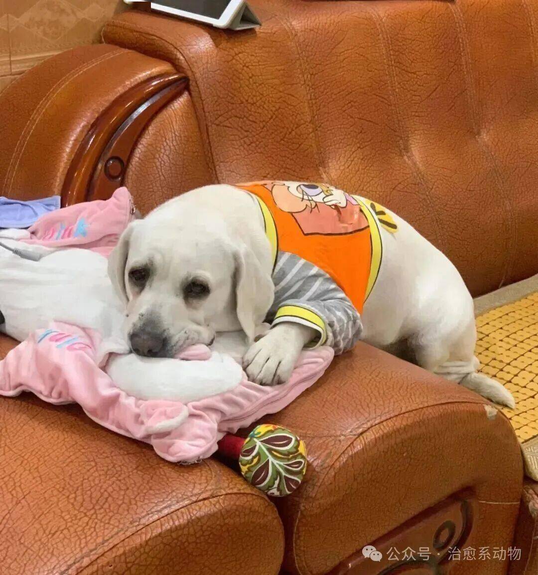 网友去景德镇玩给狗买了个戒指……日子怎么会跟谁过都一样！