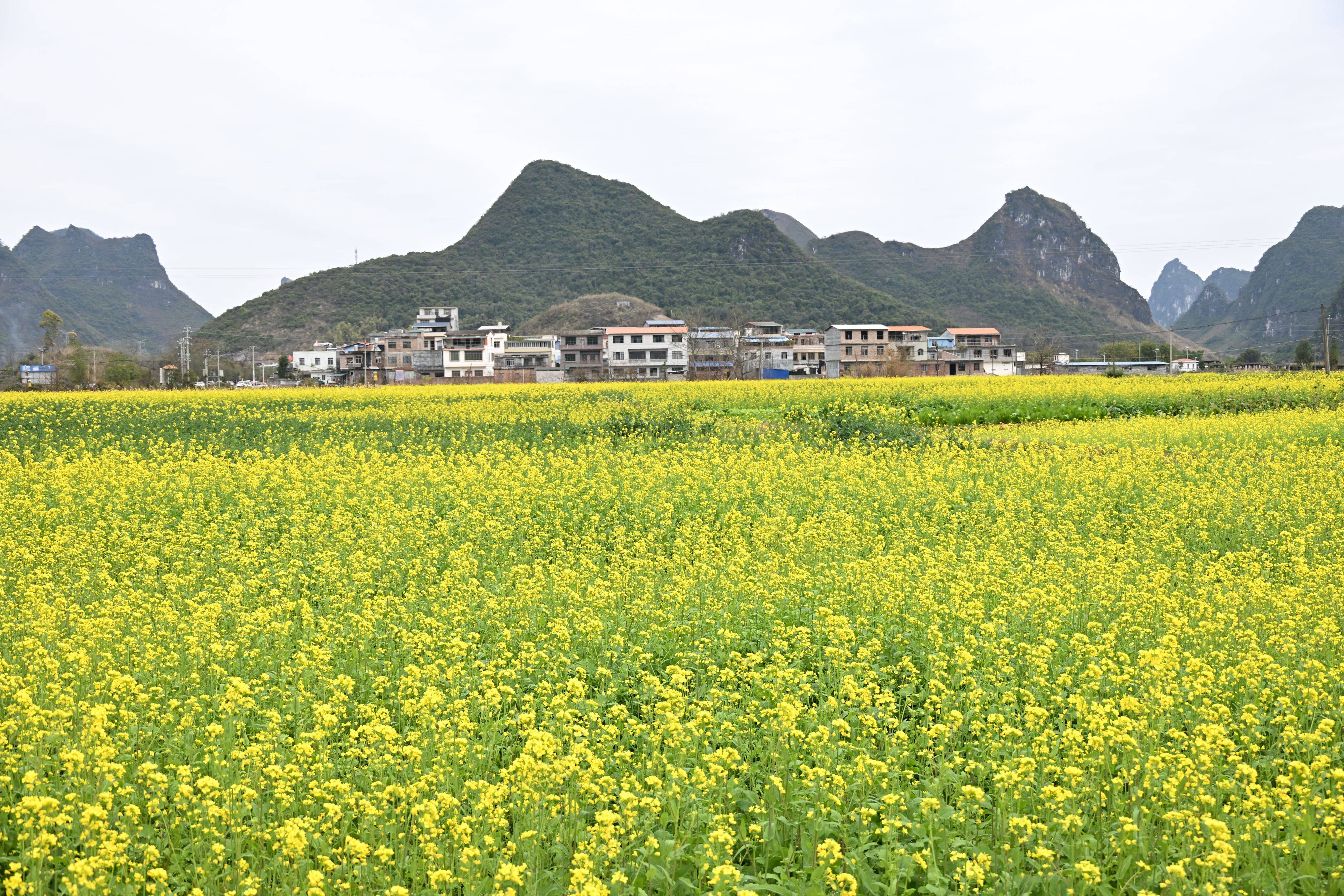 油菜花开蜜蜂忙