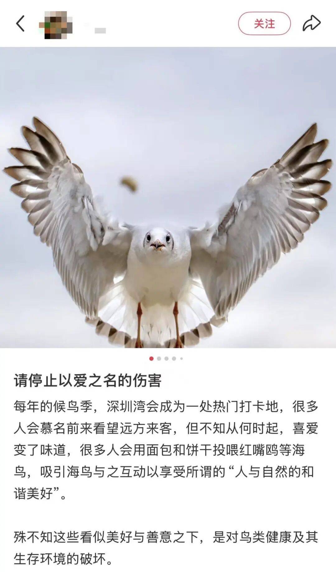 人比鸟多有市民称在公园遭劝阻呼吁开放投喂深圳官方明确禁止
