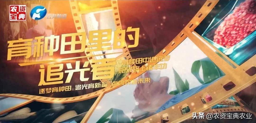 专访中国农业科学院研究员王天宇:在金黄穗浪里,追中国饭碗的光_育种_种质_资源