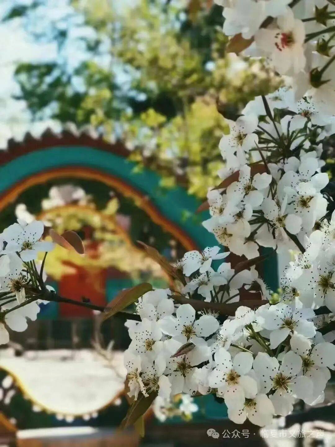 观花期5月? 赏花地枹罕山庄蔷薇花蔷薇花把东郊公园装扮得分外