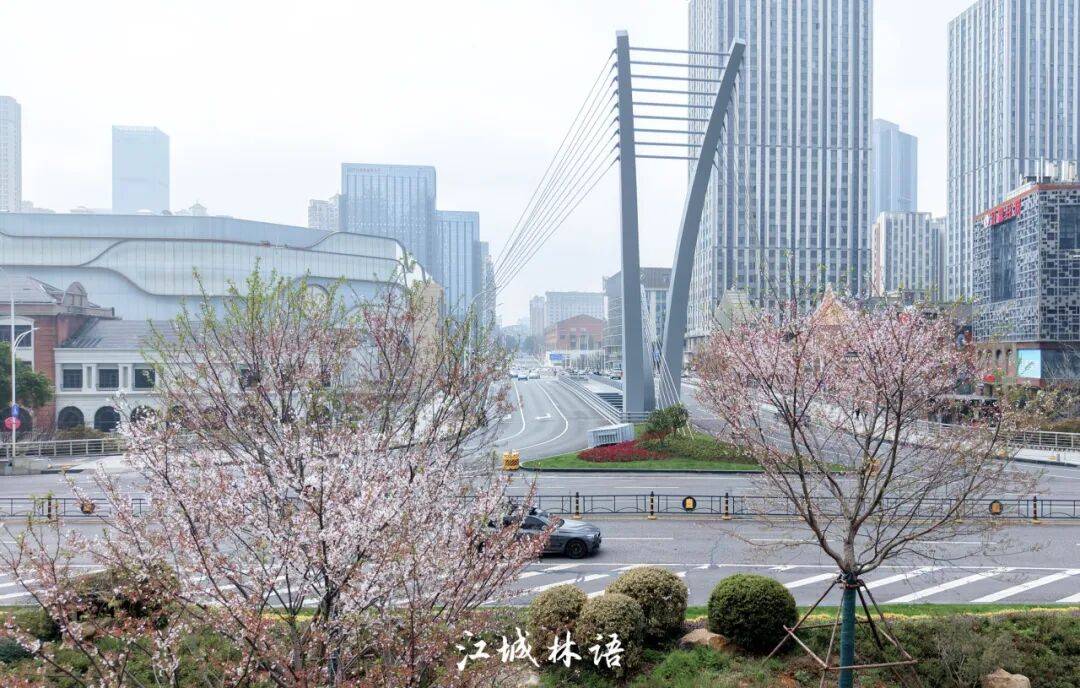 清晨,在汉阳区鹦鹉大道,樱花已连成廊道