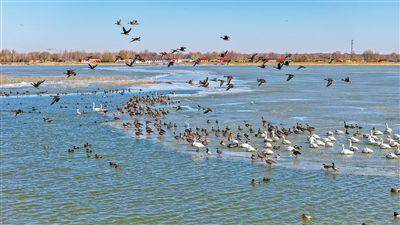 通辽市：万鸟翔集 生态美