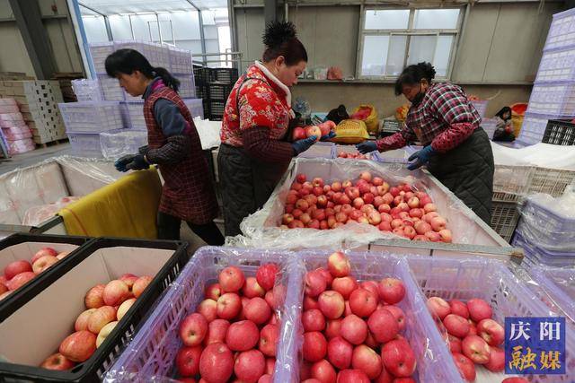 【摄影报道】庆城县驿马镇：冷库储藏苹果热销走俏