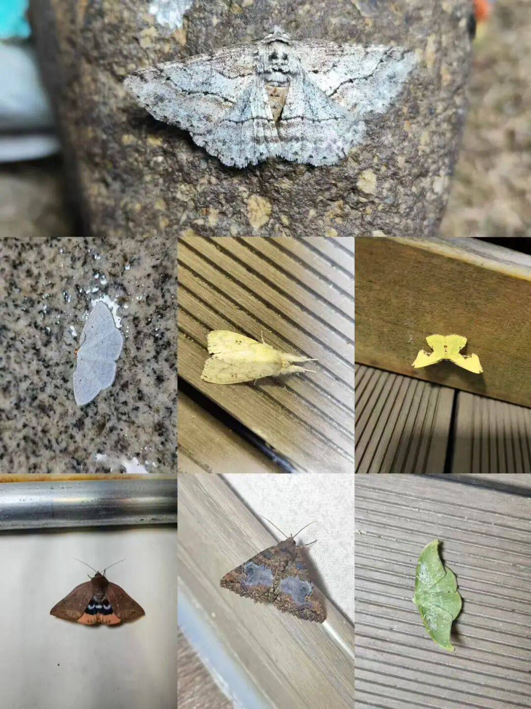 上海浦东13岁小孩哥发现蛾类新物种还登上sci