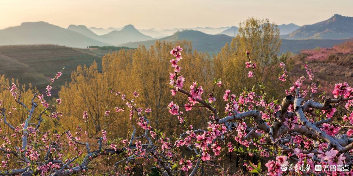 崮乡春色，十万花海映衬群崮_桃花_茂栋_学盛