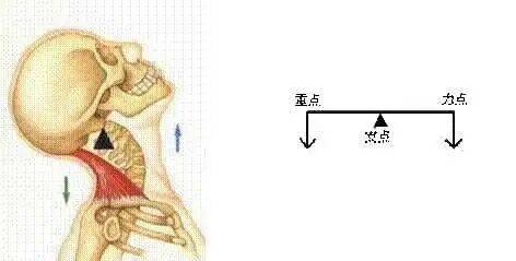 【人体物理】人体的杠杆原理