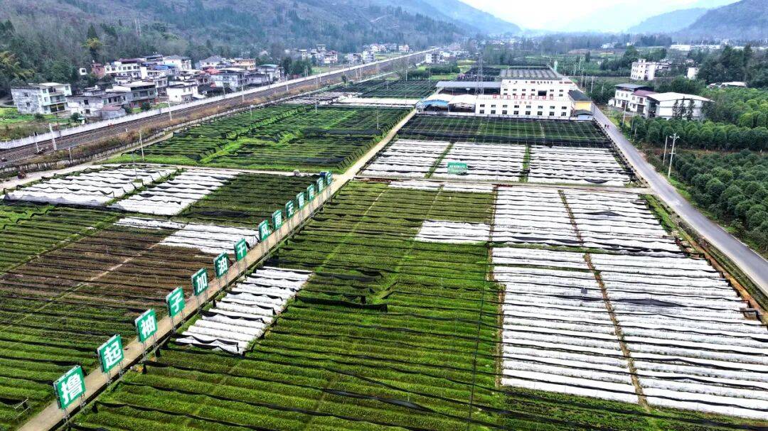 中草药育苗基地