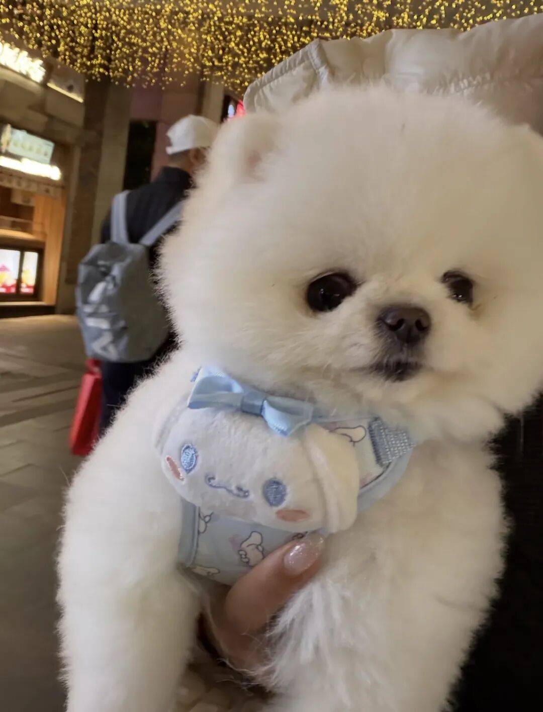 一位小姐姐家养了一只小博美