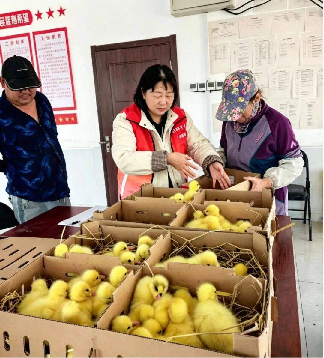 多方联动强帮扶 鹅苗送暖促增收