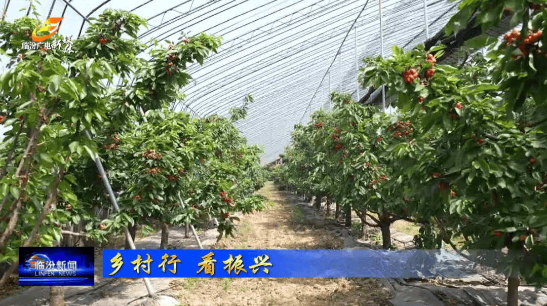 车厘子哪里种植最多