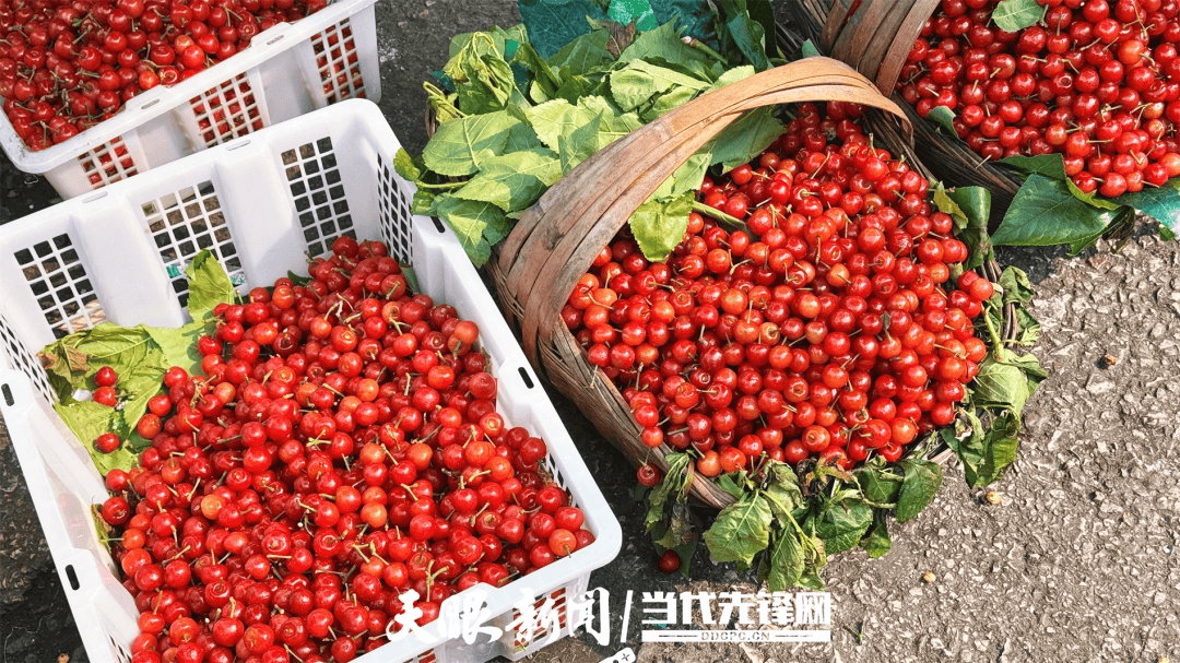 7年樱桃树多少钱一棵