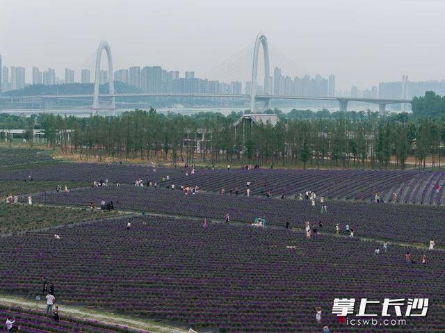 长沙版“普罗旺斯”来了！28万平米紫色花海等你打卡丨组图