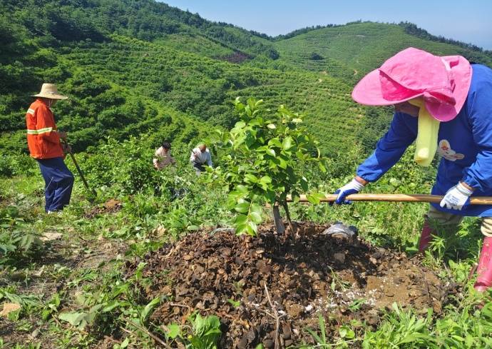 庐江：科技“唤醒”低产油茶林 “茶山香雪”探出振兴新路子
