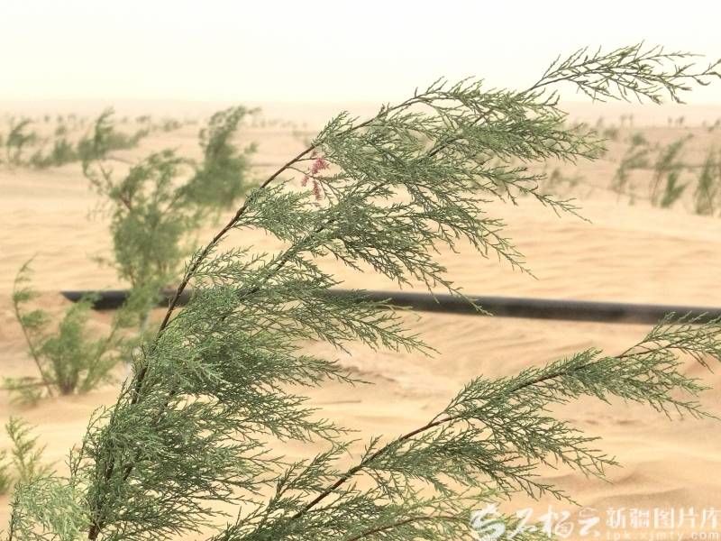 美麗中國新疆行丨從“與沙為敵”到“與沙共生”海報