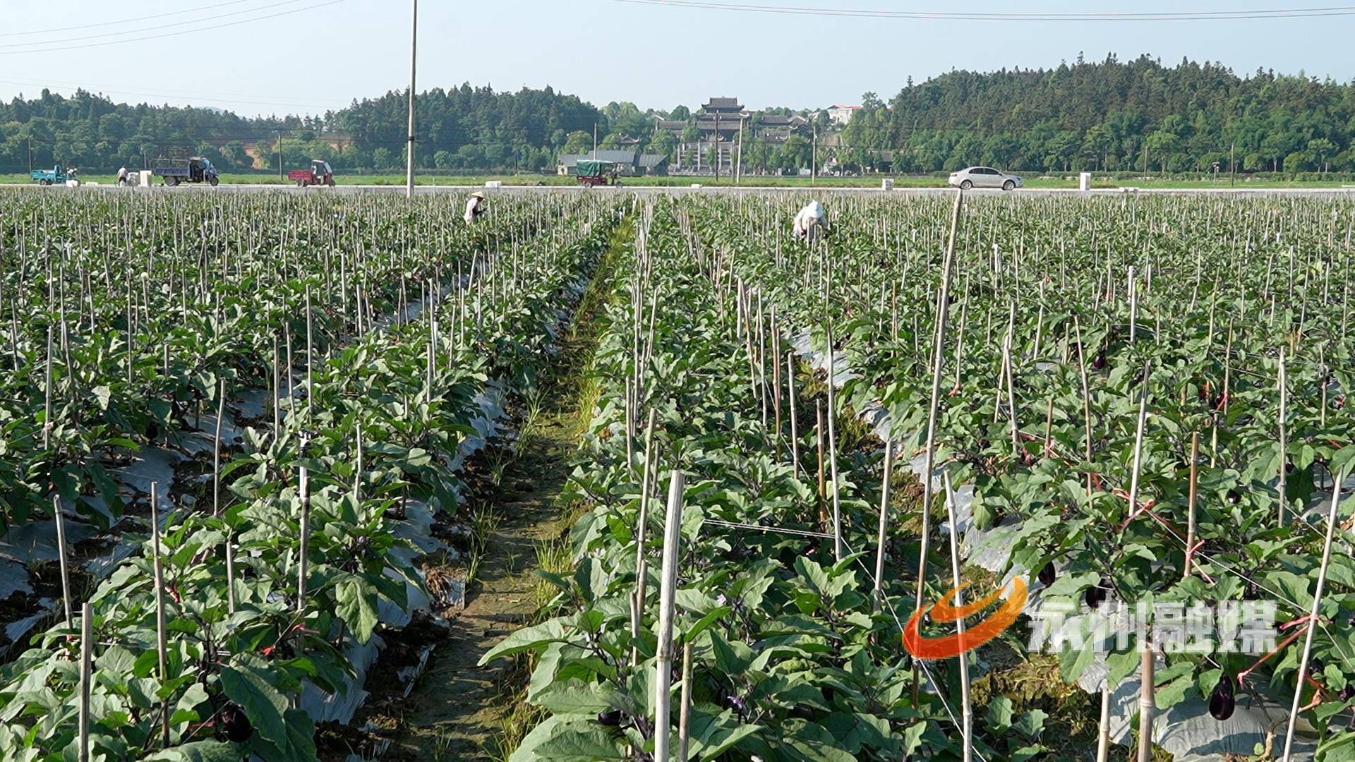 道县：喜迎茄子丰收季 优质茄子丰富大湾区菜篮子
