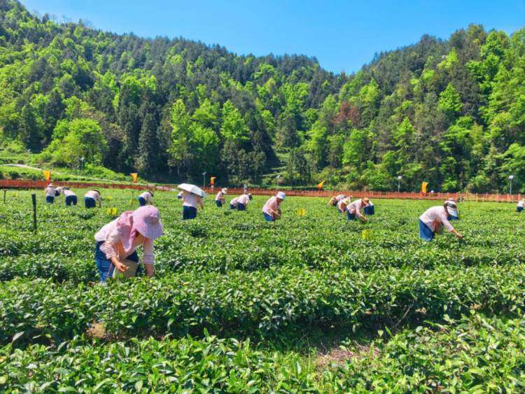 重庆秀山：千年贡茶焕新生 从一片茶叶到一座“两山论”实践示范镇