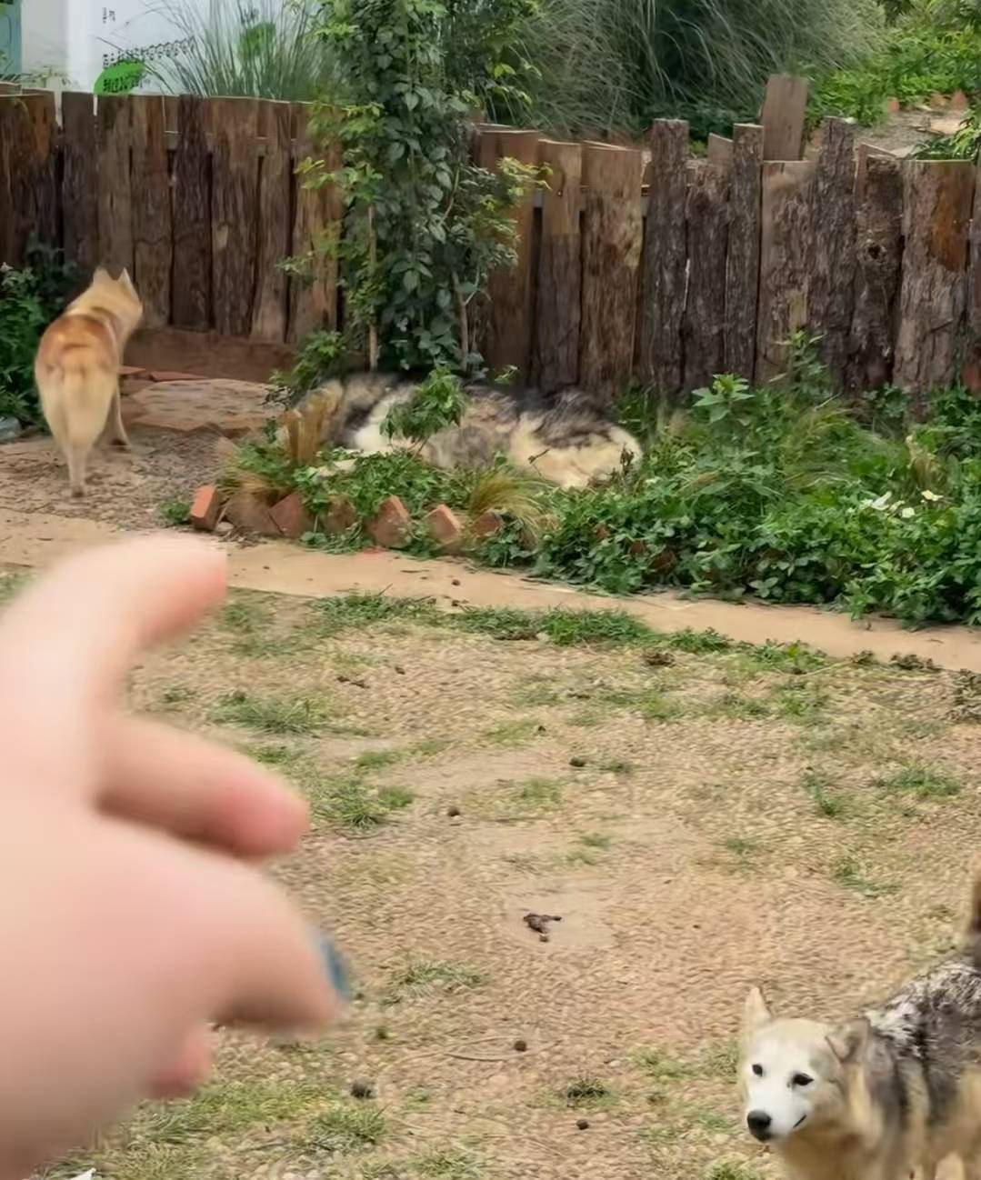 云南丽江疑似近百只犬被遗弃在“狗咖”，官方：正在调查此事