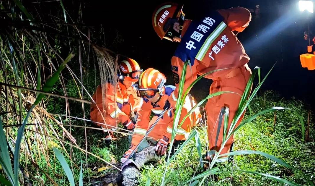 广西来宾山村内惊现长约3米、重55斤的巨蟒在吃羊！消防：目前已被捕获送往动物园