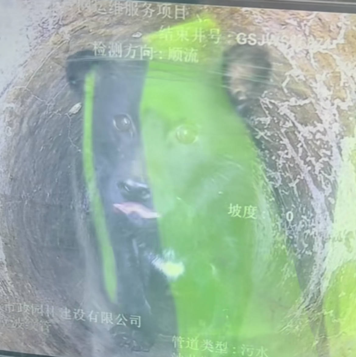 浙江一八旬老人投喂被困下水道的小狗四年，自觉年事已高求助，镇政府用探测车救出小狗