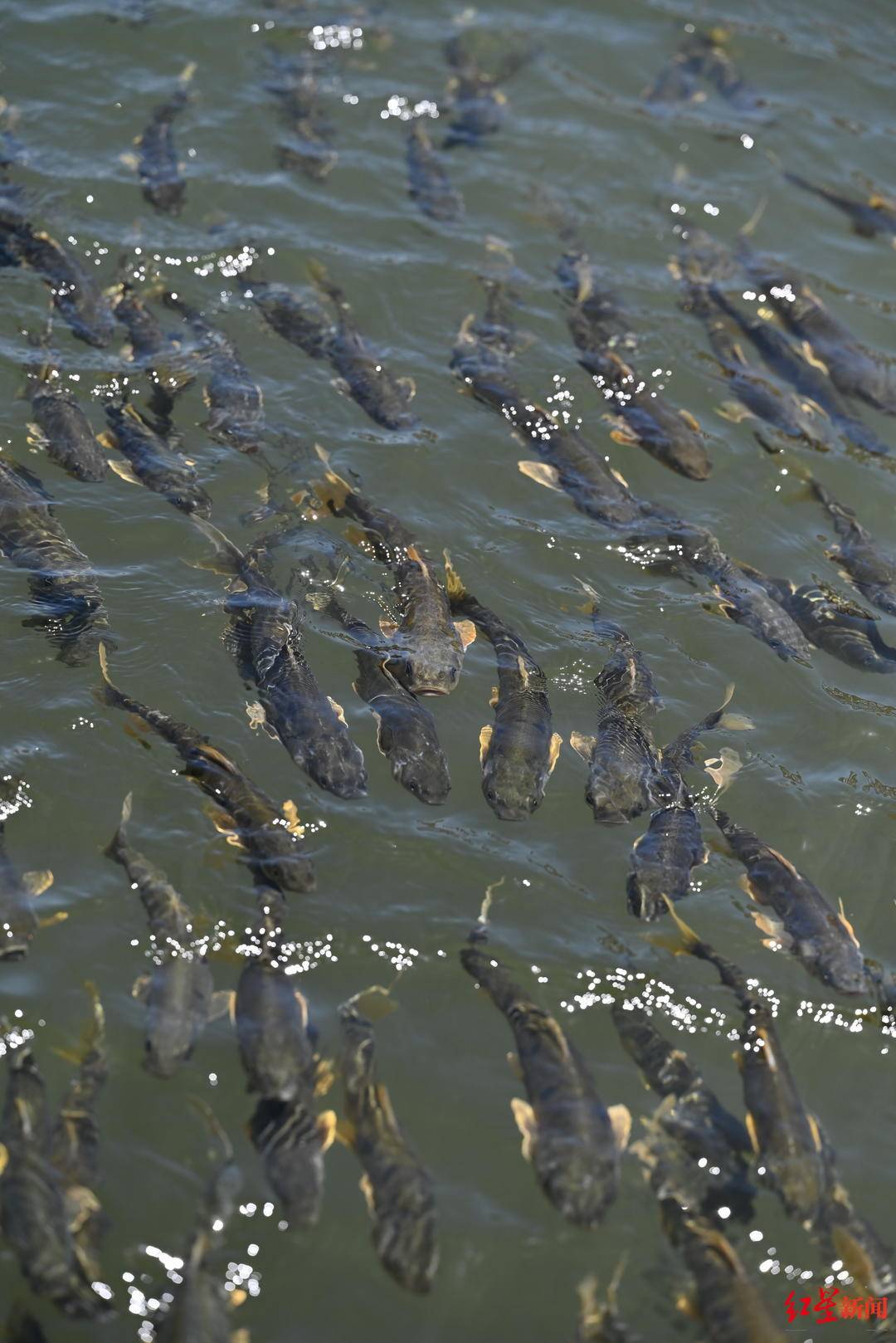 从濒临灭绝到鱼翔浅底，湟鱼如何再度“鱼跃龙门”？