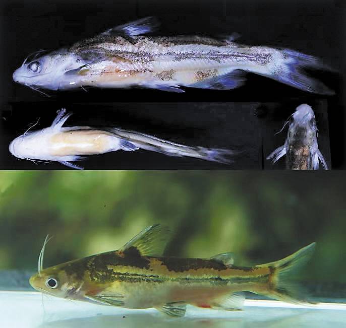 科研团队发现海南岛淡水鱼类新物种