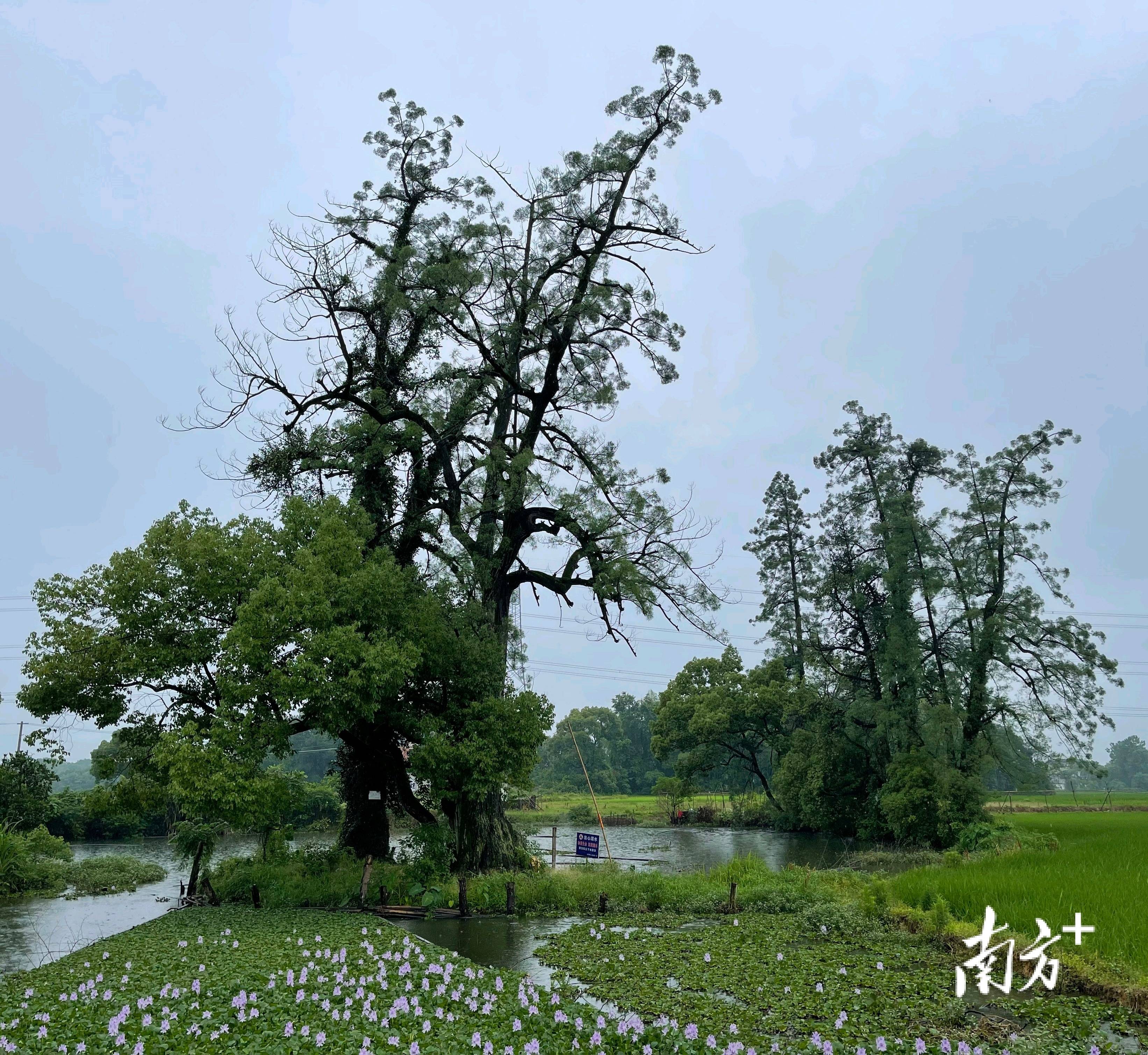 古树活得久，基因就更“金贵”吗？
