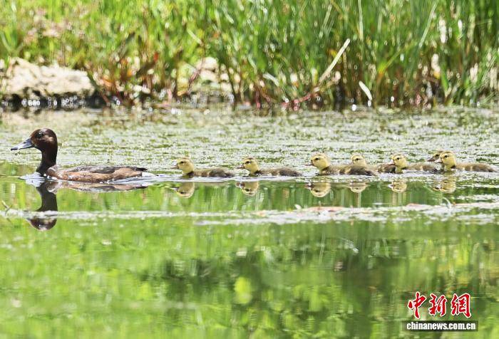 55种湿地鸟类在云南香格里拉纳帕海集中育雏