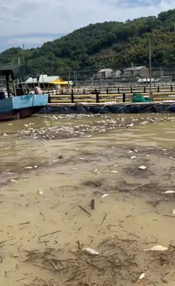 福建福鼎遭强降雨，水产养殖户：损失百万元，死鱼已被统一无公害处理