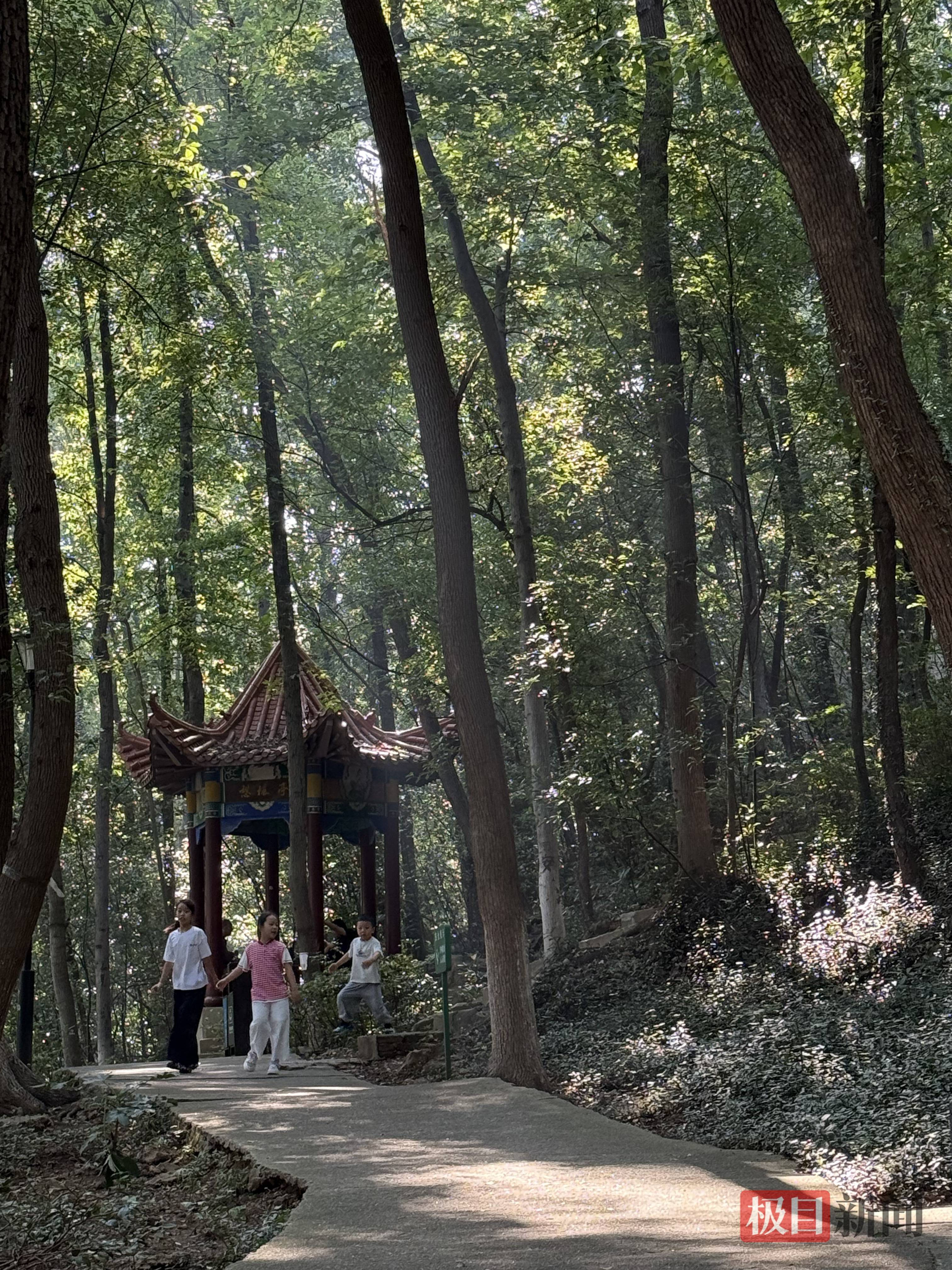 武汉东西湖人私藏，5万多株乔木环绕，这座天然氧吧美成油画