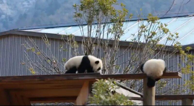 游客向大熊猫活动场地吐口水，被终身禁入