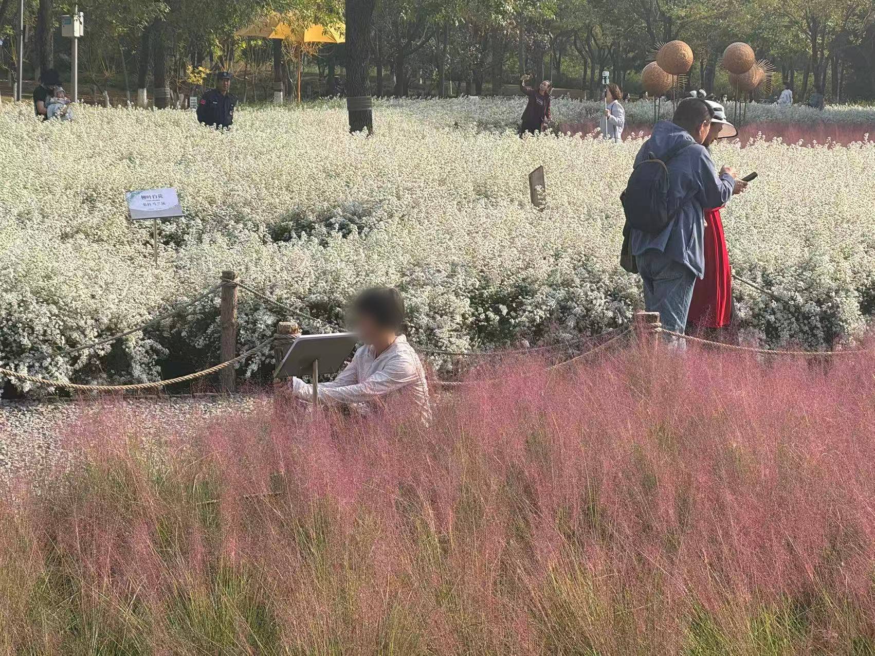 黛粉比喻女人的什么_黛粉草图片_