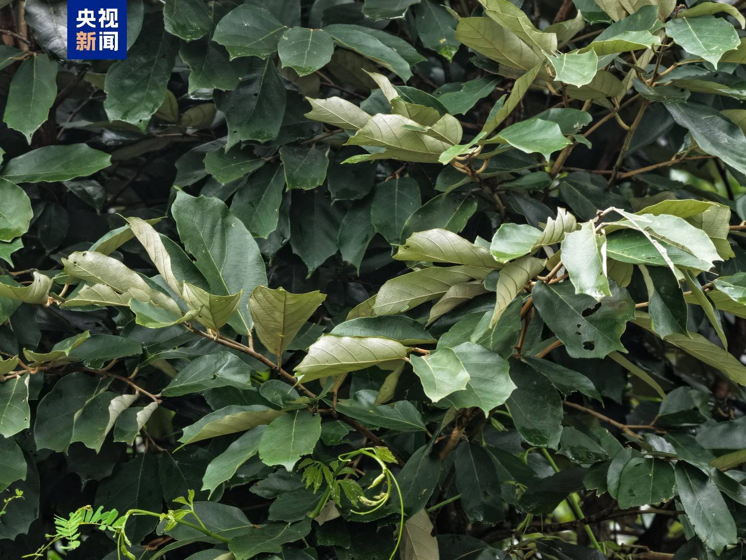极危植物景东翅子树首次现身云南永德大雪山保护区 (pic2) 极危植物景东翅子树首次现身云南永德大雪山保护区 (pic2)