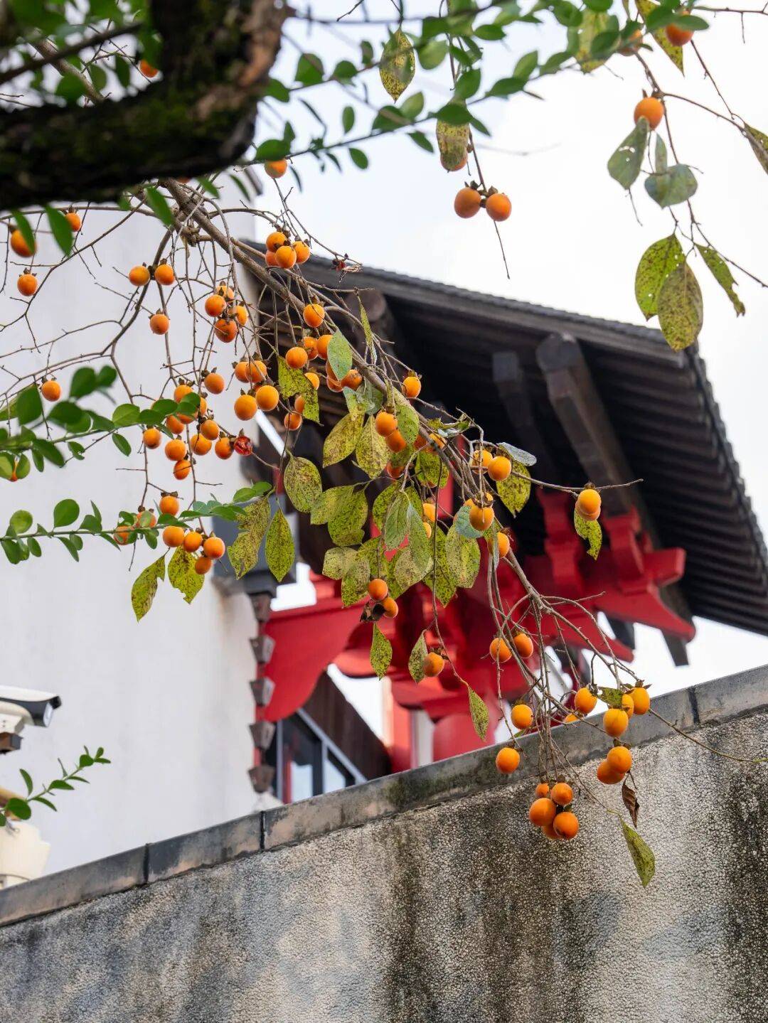 秋游大武夷｜建阳秋日美景正在加载中(图16)