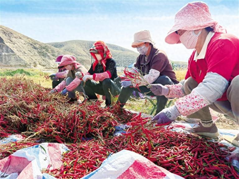 棚里草莓俏 地头辣椒红